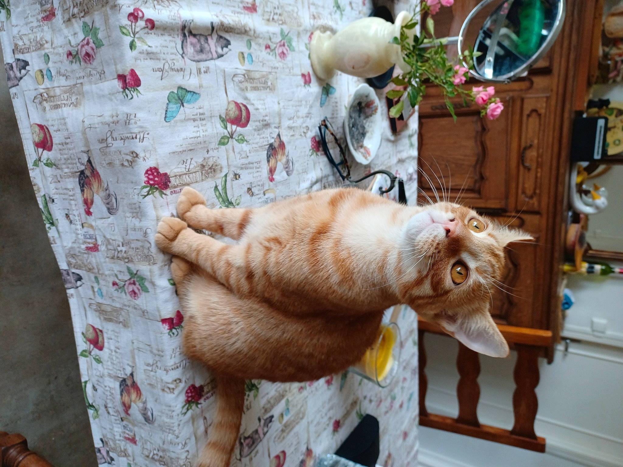 Felice participe au concours pour gagner de l'argent avec cette photo : canidae, cat, christmas, claw, event, fawn, felidae, foot, fur, houseplant, human_leg, linens, ornament, plant, room, small_to_medium_sized_cats, tail, toy, whiskers, wood