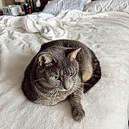 Bebe is registered to the contest to win money with this photo: cat, gray_cat, tabby, green_eyes, bed, blanket, pillow, furniture, indoor, pet, animal, resting, cozy, fur, whiskers, relaxed, home, soft_texture, sleepy, cute