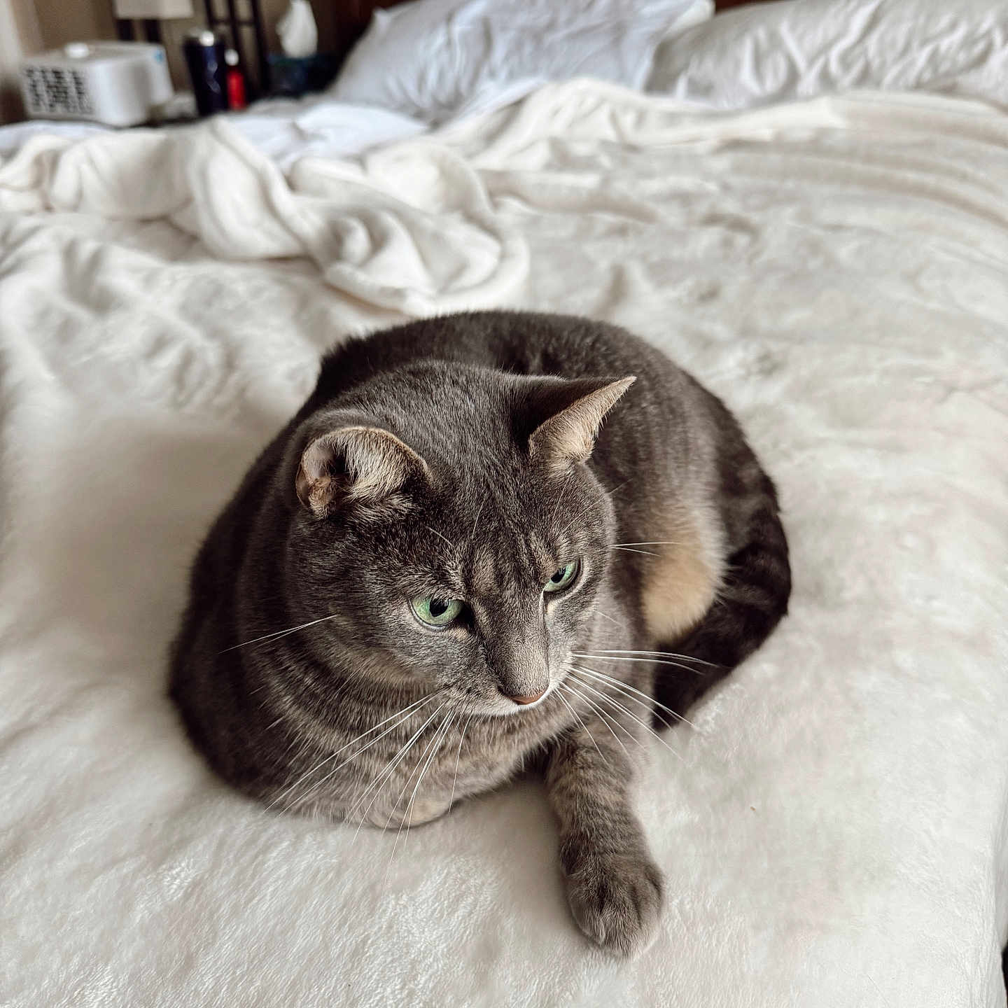 Bebe is registered to the contest to win money with this photo: animal, bed, blanket, cat, cozy, cute, fur, furniture, gray_cat, green_eyes, home, indoor, pet, pillow, relaxed, resting, sleepy, soft_texture, tabby, whiskers