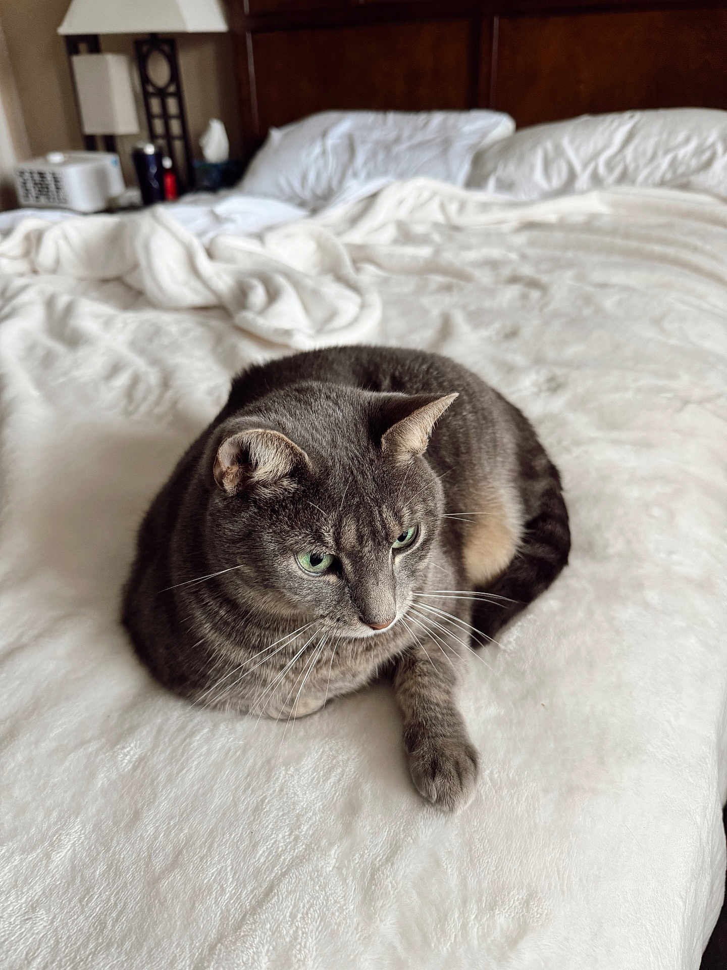 Bebe is registered to the contest to win money with this photo: cat, gray_cat, tabby, green_eyes, bed, blanket, pillow, furniture, indoor, pet, animal, resting, cozy, fur, whiskers, relaxed, home, soft_texture, sleepy, cute
