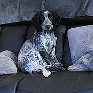 Bertie is registered to the contest to win money with this photo: animal, architecture, building, canine, chair, cockerspaniel, couch, cushion, dog, furniture, homedecor, hound, indoors, livingroom, person, pet, pillow, pointer, puppy, room