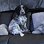 animal, architecture, building, canine, chair, cockerspaniel, couch, cushion, dog, furniture, homedecor, hound, indoors, livingroom, person, pet, pillow, pointer, puppy, room