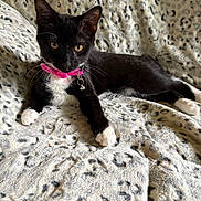 Gigi is registered to the contest to win money with this photo: cat, kitten, black_and_white, tuxedo_cat, collar, bell, whiskers, fur, pet, animal, cute, resting, blanket, leopard_print, indoor, cozy, paw, young, alert, eyes