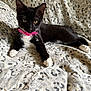 cat, kitten, black_and_white, tuxedo_cat, collar, bell, whiskers, fur, pet, animal, cute, resting, blanket, leopard_print, indoor, cozy, paw, young, alert, eyes