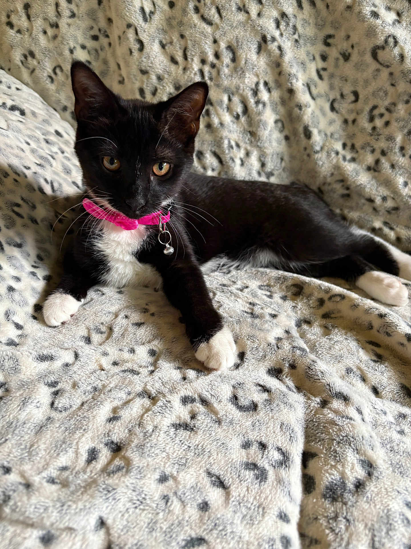 Gigi is registered to the contest to win money with this photo: cat, kitten, black_and_white, tuxedo_cat, collar, bell, whiskers, fur, pet, animal, cute, resting, blanket, leopard_print, indoor, cozy, paw, young, alert, eyes
