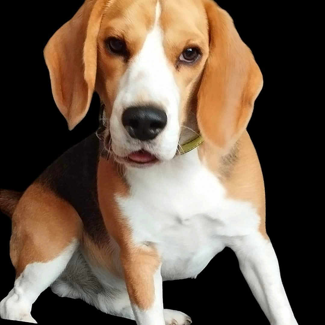 Unique participe au concours pour gagner de l'argent avec cette photo : animal, beagle, black, brown, canine, collar, companion, cute, dog, domestic_animal, ears, friendly, fur, looking, mammal, pet, portrait, sitting, studio, white