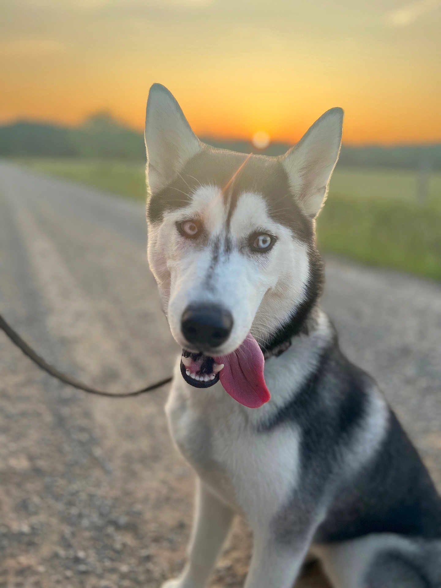 Nala is registered to the contest to win money with this photo: husky, dog, canine, tongue_out, sunset, outdoor, road, leash, portrait, bokeh, ears, blue_eyes, fur, sitting, horizon, sky, gravel, pet, sunlight, evening