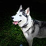 dog, husky, siberian_husky, blue_eyes, fur, tongue_out, collar, grass, lawn, outdoor, portrait, close_up, canine, pet, standing, night, dark_background, toy, plastic_cup, happy
