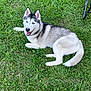 husky, dog, canine, pet, blue_eyes, grass, lawn, outdoor, lying_down, tongue, happy, fur, white_fur, gray_fur, black_fur, tail, ears, paw, collar, summer