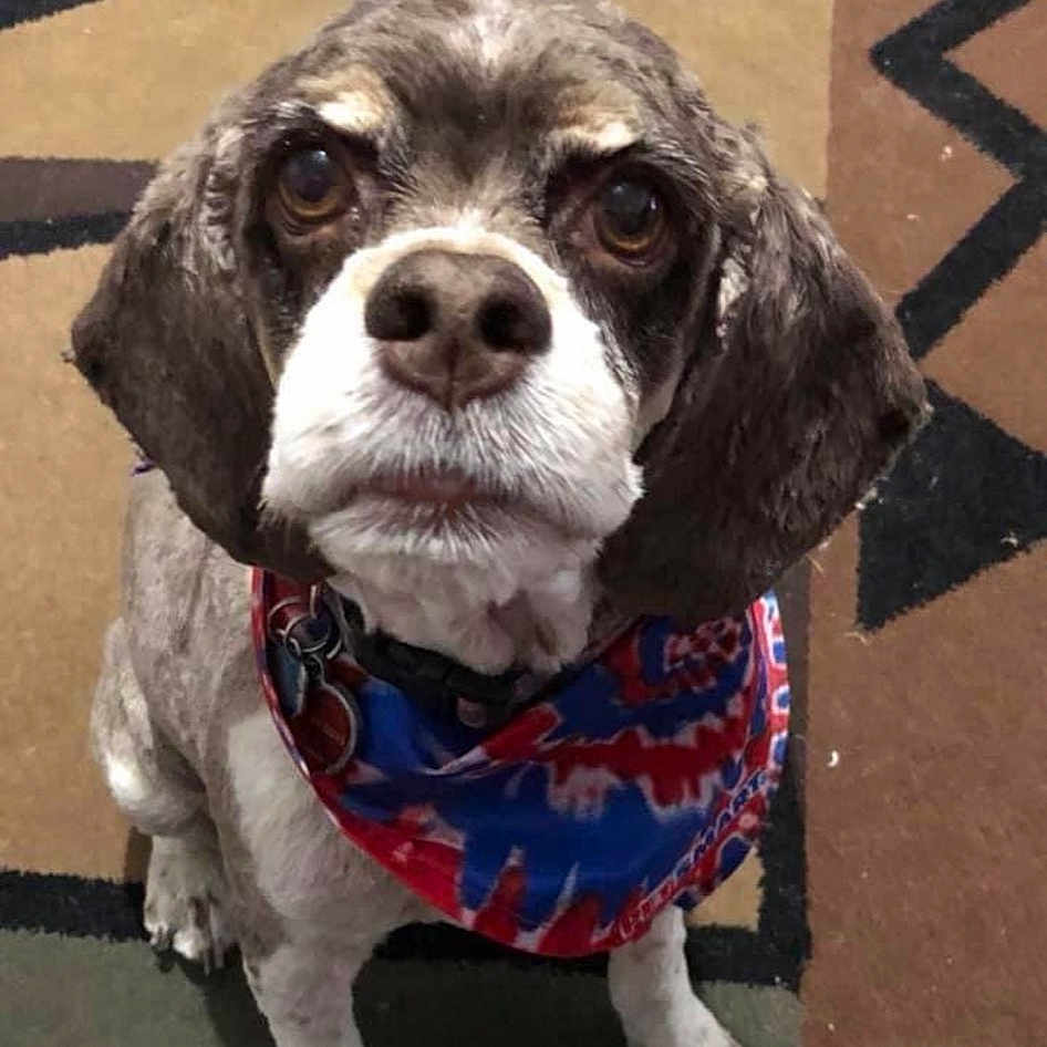 Hannah is registered to the contest to win money with this photo: carnivore, cocker_spaniel, collar, companion_dog, dog, dog_breed, dog_clothes, dog_collar, dog_supply, fur, leash, liver, pattern, pet_supply, snout, spaniel, sporting_group, toy, whiskers, working_animal