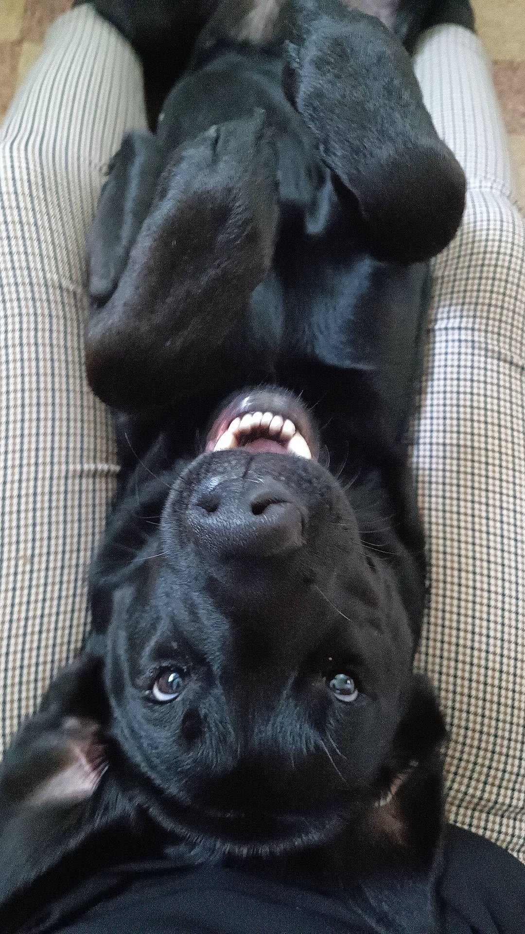 Urbane participe au concours pour gagner de l'argent avec cette photo : animal, baby, bodypart, canine, couch, cushion, dog, face, furniture, head, homedecor, hound, labradorretriever, mouth, person, pet, photography, portrait, puppy, teeth