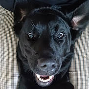 Urbane a rejoint le concours — aidez-le/la à gagner de superbes lots ! animal, black_dog, canine, checkered_pattern, close_up, cushion, dog, domestic_animal, ears, face, fur, happy, indoors, lying_down, nose, pet, playful, smiling, teeth, whiskers