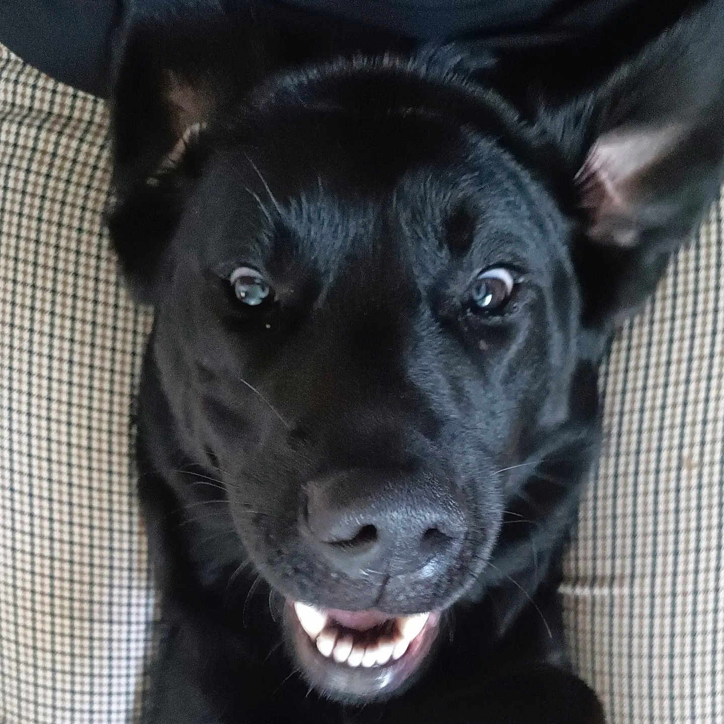 Urbane a rejoint le concours — aidez-le/la à gagner de superbes lots ! animal, black_dog, canine, checkered_pattern, close_up, cushion, dog, domestic_animal, ears, face, fur, happy, indoors, lying_down, nose, pet, playful, smiling, teeth, whiskers
