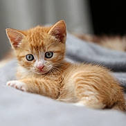 Oli participe au concours pour gagner de l'argent avec cette photo : kitten, cat, orange_tabby, blue_eyes, feline, pet, animal, cute, soft, blanket, indoor, cozy, young, fur, whiskers, laying, portrait, curious, small, domestic_cat