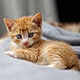 kitten, cat, orange_tabby, blue_eyes, feline, pet, animal, cute, soft, blanket, indoor, cozy, young, fur, whiskers, laying, portrait, curious, small, domestic_cat