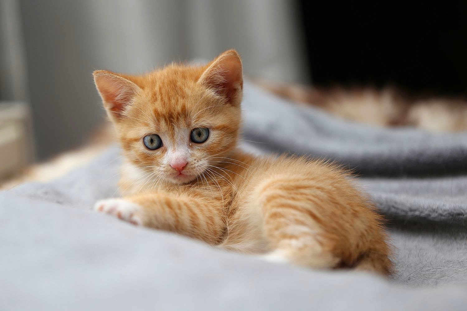 Oli participe au concours pour gagner de l'argent avec cette photo : kitten, cat, orange_tabby, blue_eyes, feline, pet, animal, cute, soft, blanket, indoor, cozy, young, fur, whiskers, laying, portrait, curious, small, domestic_cat