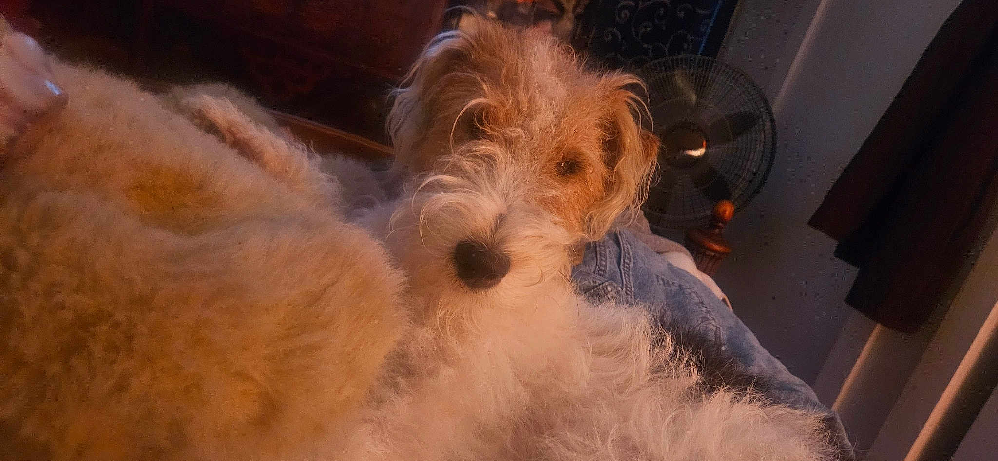 Poppy