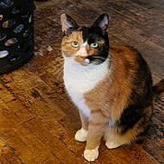 Mka joined the competition — help win amazing prizes! animal, basket, calico_cat, cat, close_up, cute, domestic_animal, ears, feline, floor, four_legs, fur, green_eyes, home, indoor, looking_at_camera, pet, sitting, whiskers, wooden_floor
