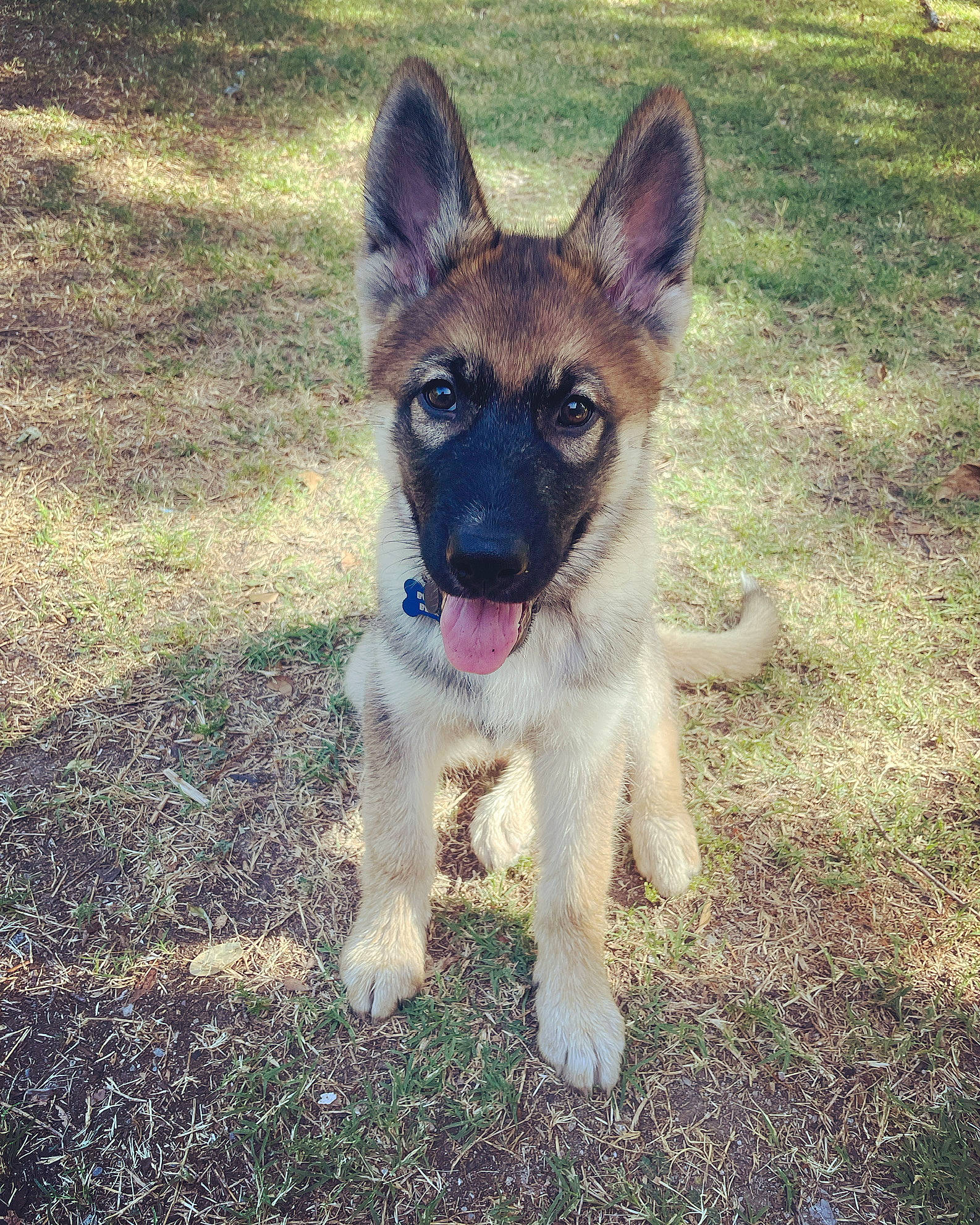 Bucky Bear is registered to the contest to win money with this photo: canidae, carnivore, collar, companion_dog, dog, dog_breed, fawn, fur, german_shepherd_dog, grass, herding_dog, human_body, old_german_shepherd_dog, plant, snout, sporting_group, terrestrial_animal, tree, whiskers, working_animal