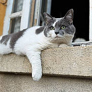 Soya participe au concours pour gagner de l'argent avec cette photo : cat, grey_cat, white_cat, animal, pet, window, concrete, ledges, outdoor, relaxed, feline, paw, resting, looking, curious, daylight, building, architecture, face, ears