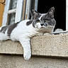 animal, architecture, building, cat, concrete, curious, daylight, ears, face, feline, grey_cat, ledges, looking, outdoor, paw, pet, relaxed, resting, white_cat, window