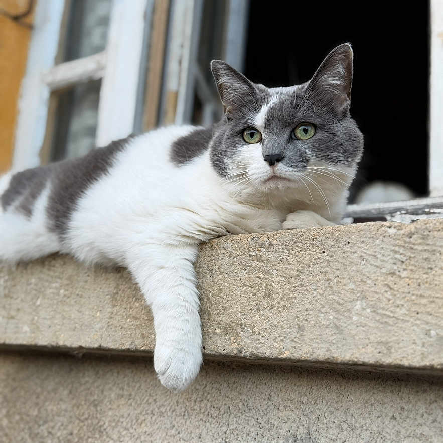 Soya participe au concours pour gagner de l'argent avec cette photo : cat, grey_cat, white_cat, animal, pet, window, concrete, ledges, outdoor, relaxed, feline, paw, resting, looking, curious, daylight, building, architecture, face, ears