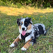 Baïka a rejoint le concours — aidez-le/la à gagner de superbes lots ! animal, australian_shepherd, black, black_harness, blue_eye, brown, brown_eye, dog, flower, grass, happy, leash, nature, outdoor, pet, pine_cone, puppy, summer, tongue_out, white