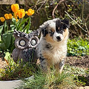 Baïka a rejoint le concours — aidez-le/la à gagner de superbes lots ! puppy, dog, garden, yellow_tulips, flower, grass, sunlight, outdoor, cute, fluffy, statue, stone_owl, pet, nature, spring, greenery, young_dog, animal, curious, small