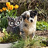 puppy, dog, garden, yellow_tulips, flower, grass, sunlight, outdoor, cute, fluffy, statue, stone_owl, pet, nature, spring, greenery, young_dog, animal, curious, small