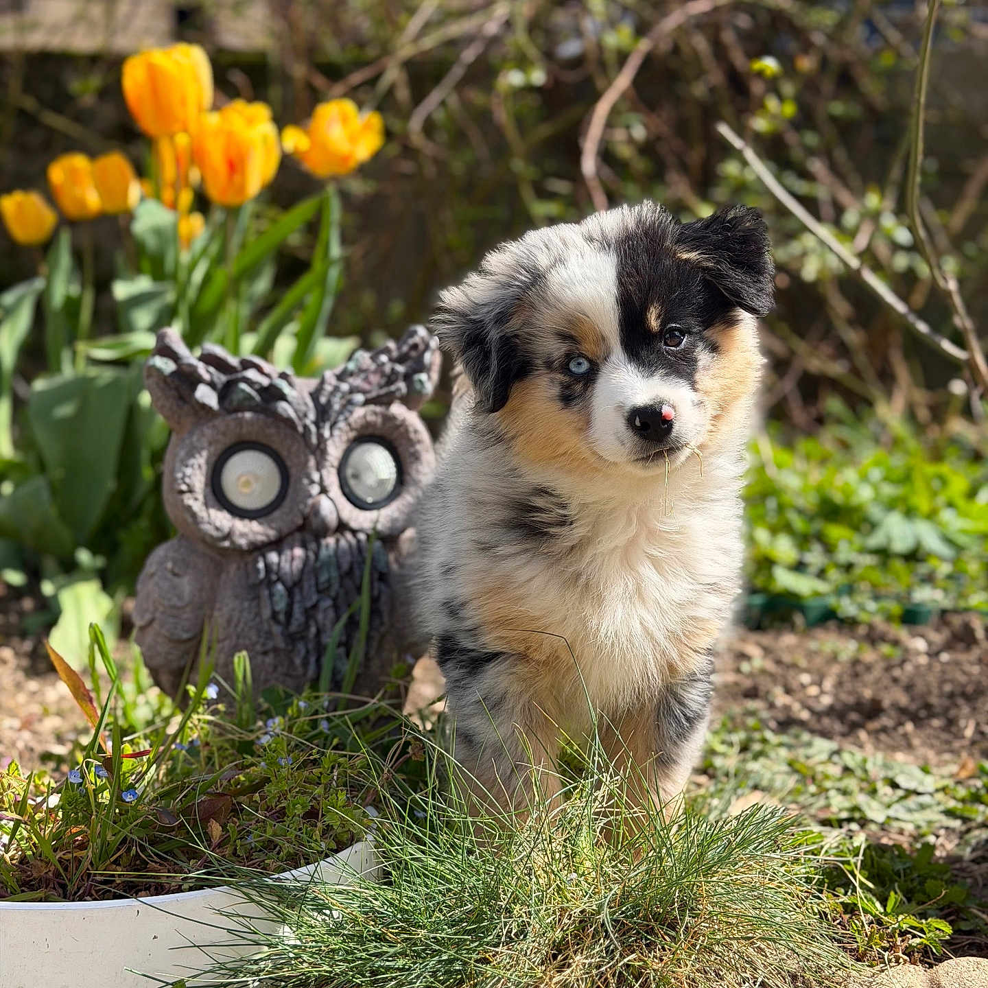 Baïka a rejoint le concours — aidez-le/la à gagner de superbes lots ! puppy, dog, garden, yellow_tulips, flower, grass, sunlight, outdoor, cute, fluffy, statue, stone_owl, pet, nature, spring, greenery, young_dog, animal, curious, small