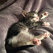 Bootzy is registered to the contest to win money with this photo: kitten, sleeping, paw, blanket, cozy, cute, feline, pet, fur, whiskers, relaxing, indoor, soft, domestic_animal, young, adorable, resting, tabby, pink_nose, claws
