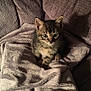 kitten, tabby, cat, blanket, couch, soft, cozy, indoor, pet, fur, small, cute, animal, curious, young, texture, warm_lighting, resting, comfort, feline