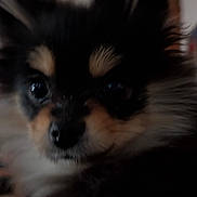 Kyla is registered to the contest to win money with this photo: dog, puppy, close_up, fur, black, tan, pet, animal, cute, fluffy, face, ears, whiskers, indoor, adorable, portrait, muzzle, young, canine, furry