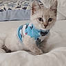 cat, kitten, fluffy, cream_colored, blue_outfit, pet_clothing, bed, bedroom, bedding, floral_pattern, indoors, cozy, lying_down, sitting, portrait, closeup, wide_eyed, fur, cute, animal