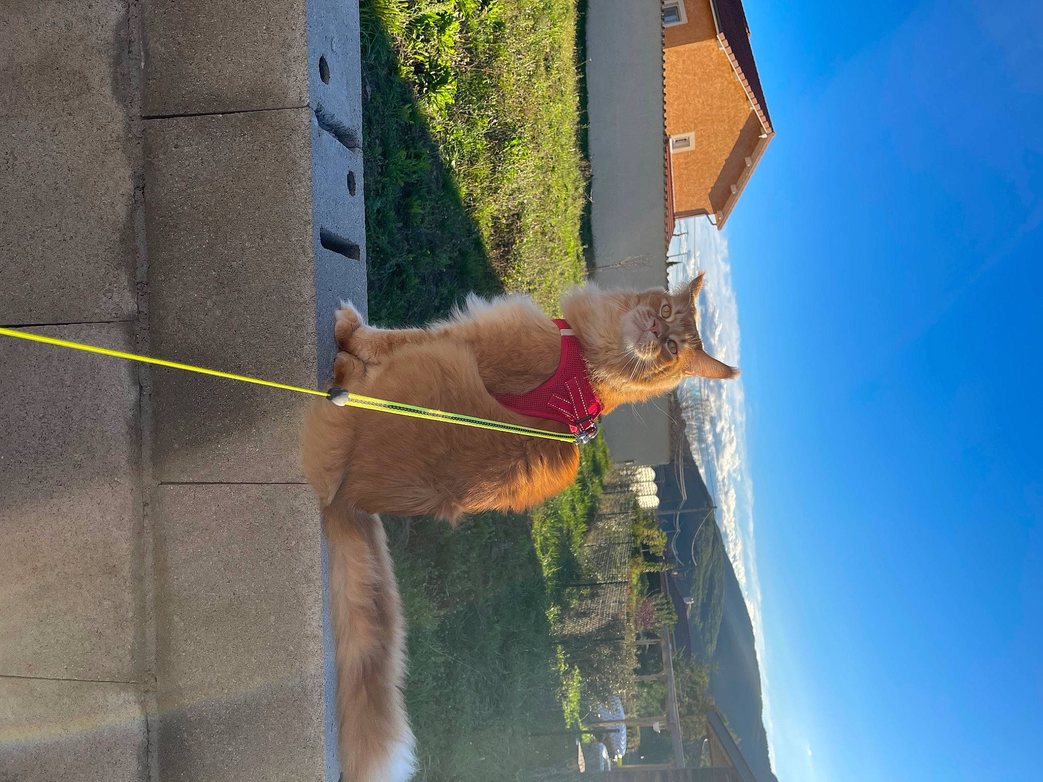 Grogu participe au concours pour gagner de l'argent avec cette photo : building, carnivore, dog, dog_breed, fawn, felidae, plant, sky, sporting_group, tail, tower, tree, trunk, window