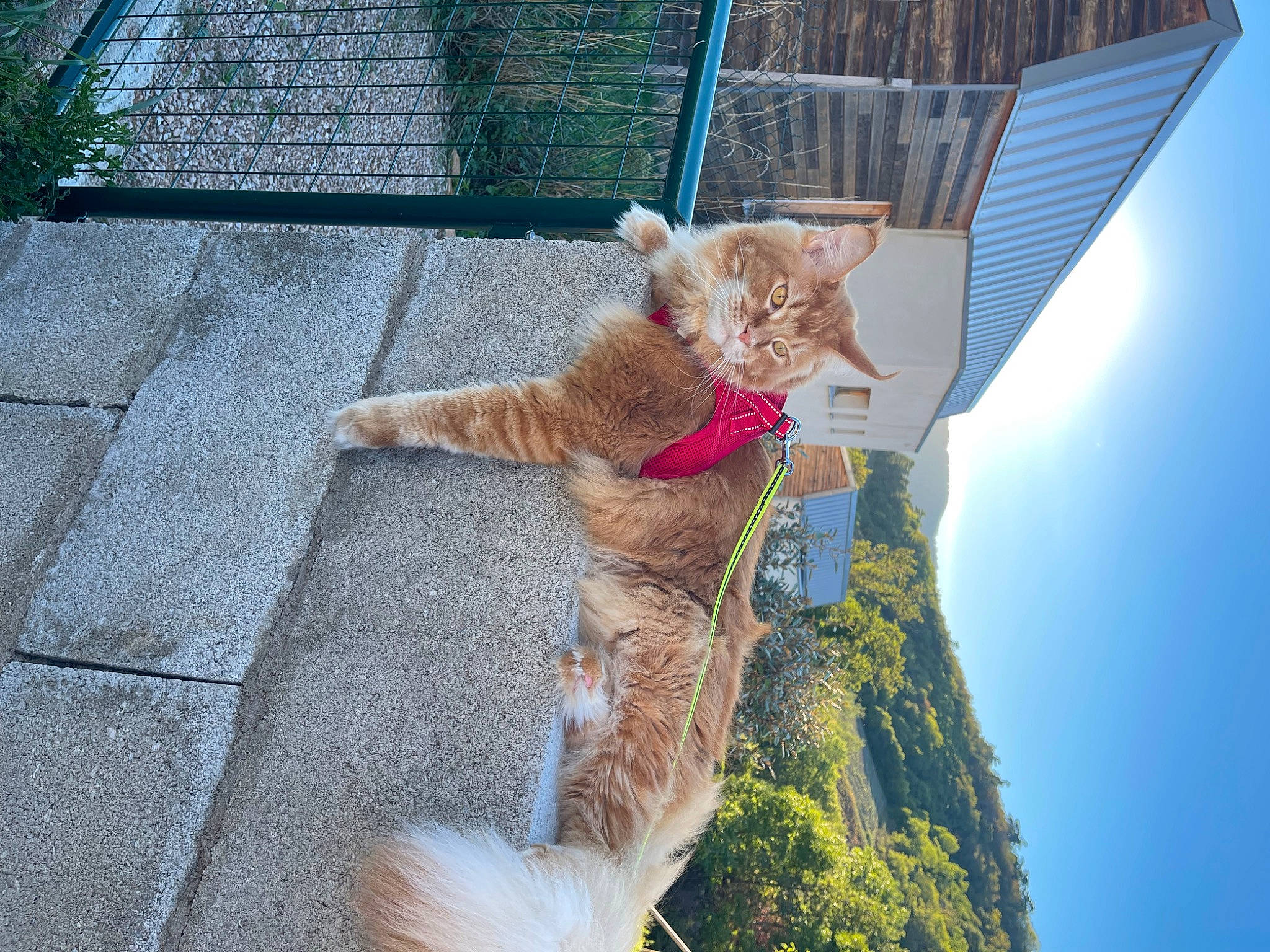 Grogu participe au concours pour gagner de l'argent avec cette photo : canidae, carnivore, cat, companion_dog, dog_breed, fawn, felidae, fur, grass, leash, leisure, line, plant, sky, small_to_medium_sized_cats, snout, sporting_group, tail, tree, whiskers