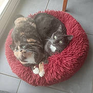 Savane Et Pelote a rejoint le concours — aidez-le/la à gagner de superbes lots ! cat, cats, feline, pet, pets, animal, animals, bed, red_bed, fluffy, cozy, indoor, floor, tile_floor, green_eyes, looking_up, snuggling, cute, domestic_cat, pair