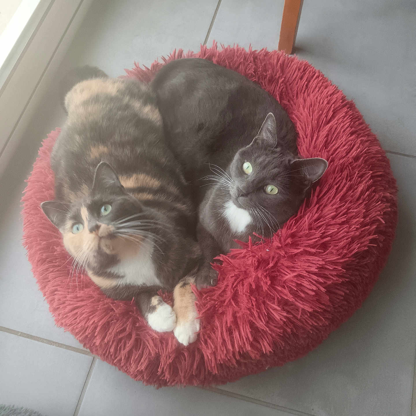 Savane Et Pelote a rejoint le concours — aidez-le/la à gagner de superbes lots ! cat, cats, feline, pet, pets, animal, animals, bed, red_bed, fluffy, cozy, indoor, floor, tile_floor, green_eyes, looking_up, snuggling, cute, domestic_cat, pair