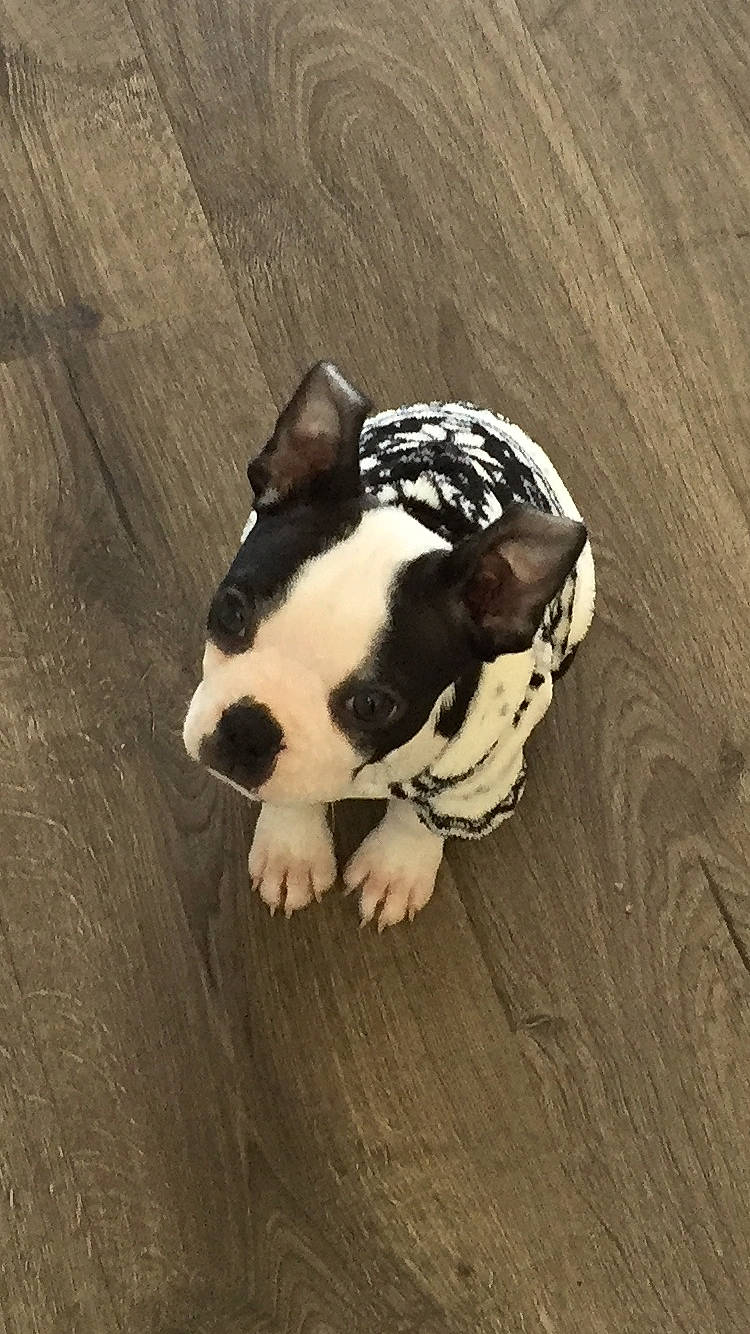 Tux joined the competition — help win amazing prizes! boston_terrier, carnivore, companion_dog, dog, dog_breed, fawn, floor, flooring, french_bulldog, hardwood, molosser, shadow, snout, sporting_group, tail, terrestrial_animal, tints_and_shades, whiskers, wood, working_animal