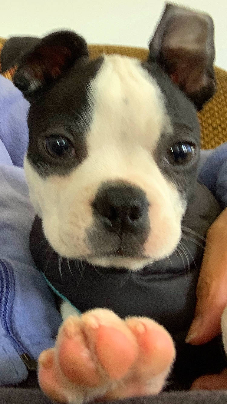 Tux joined the competition — help win amazing prizes! boston_terrier, canidae, carnivore, collar, companion_dog, dog, dog_breed, ear, fawn, french_bulldog, fur, non_sporting_group, puppy_love, snout, sporting_group, terrestrial_animal, terrier, toy_dog, whiskers, working_animal