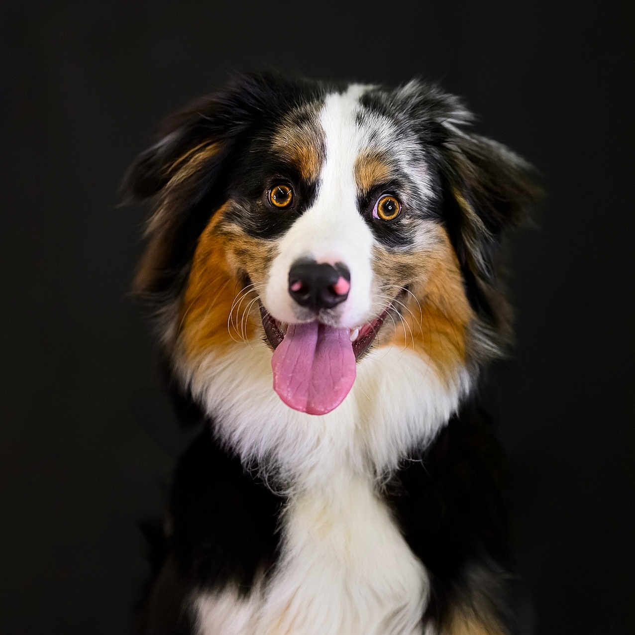 Uther a rejoint le concours — aidez-le/la à gagner de superbes lots ! animal, bodypart, canine, cockerspaniel, collie, dog, hound, mouth, papillon, person, pet, puppy, terrier, tongue