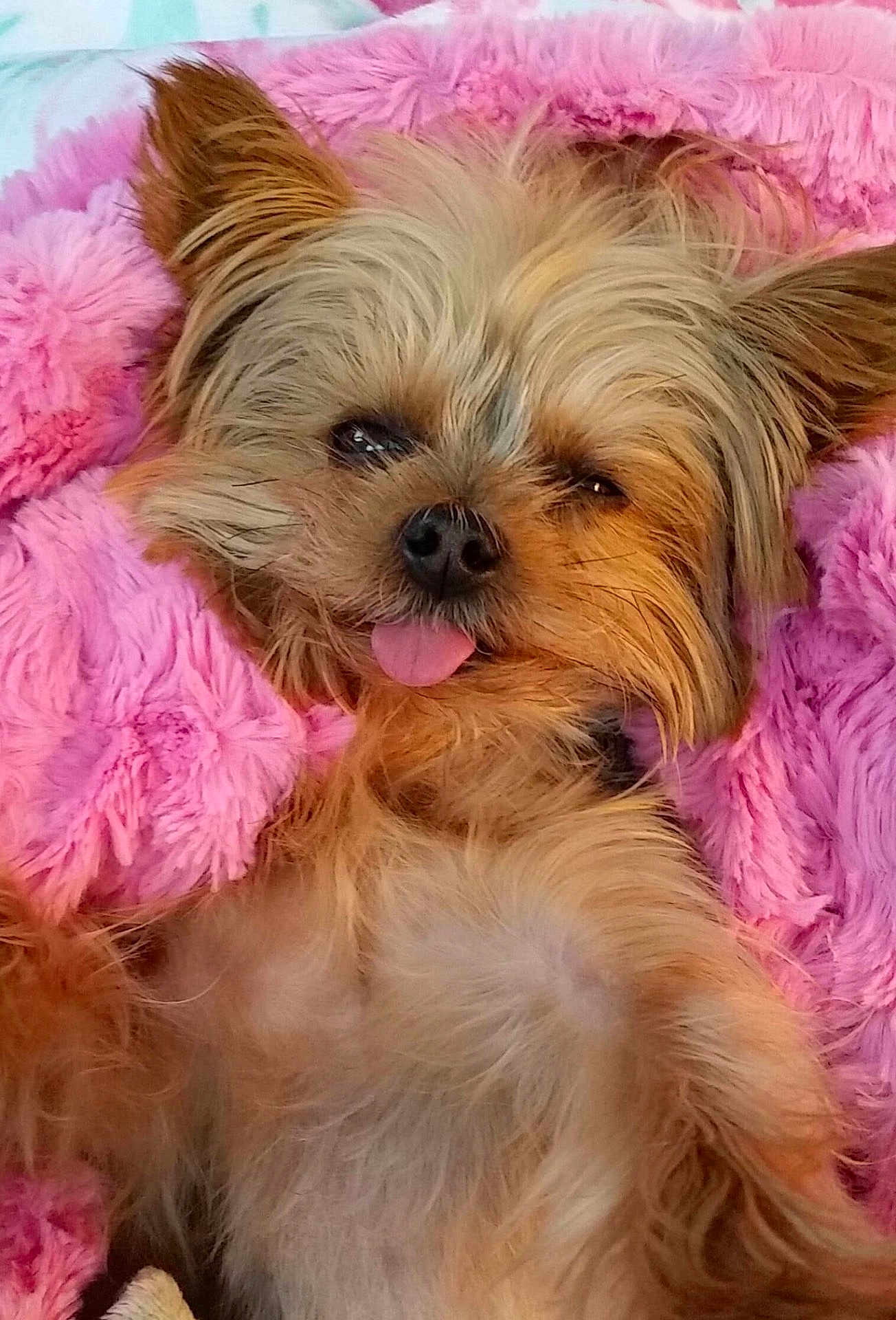 Kira joined the competition — help win amazing prizes! dog, small_dog, fluffy, tongue_out, pink_blanket, cozy, cute, pet, fur, lying_down, relaxed, indoor, close_up, sleepy, animal, adorable, mammal, companion, resting, soft_texture