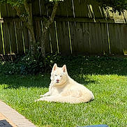 Luka joined the competition — help win amazing prizes! dog, white_dog, grass, lawn, sunlight, tree, wooden_fence, outdoor, pet, animal, relaxed, summer, backyard, nature, canine, sunny, resting, fluffy, daytime, peaceful