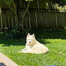 dog, white_dog, grass, lawn, sunlight, tree, wooden_fence, outdoor, pet, animal, relaxed, summer, backyard, nature, canine, sunny, resting, fluffy, daytime, peaceful