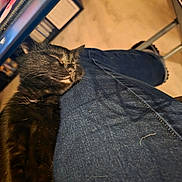 Scarlette a rejoint le concours — aidez-le/la à gagner de superbes lots ! cat, black_cat, sleeping, cozy, denim, leg, indoor, furniture, floor, relaxing, pet, furry, cute, animal, resting, calm, soft_light, close_up, comfort, home