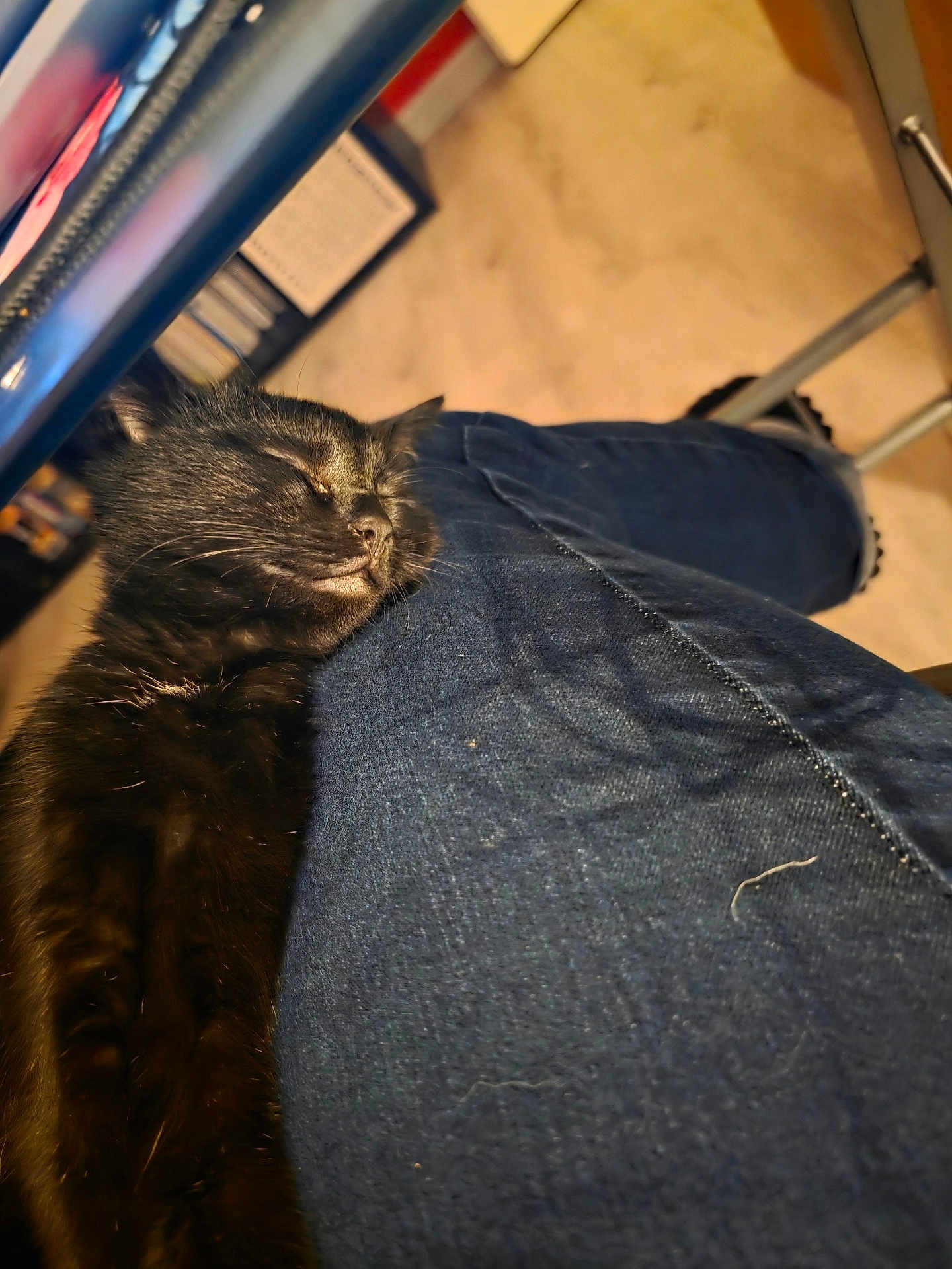 Scarlette a rejoint le concours — aidez-le/la à gagner de superbes lots ! cat, black_cat, sleeping, cozy, denim, leg, indoor, furniture, floor, relaxing, pet, furry, cute, animal, resting, calm, soft_light, close_up, comfort, home