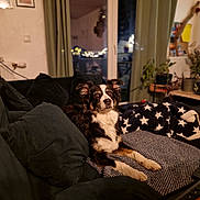 Brigitte Legaux participe au concours pour gagner de l'argent avec cette photo : dog, couch, blanket, cushion, indoor, pet, fur, living_room, plant, window, curtains, home_decor, cozy, relaxed, animal, mammal, furniture, domestic, comfort, night