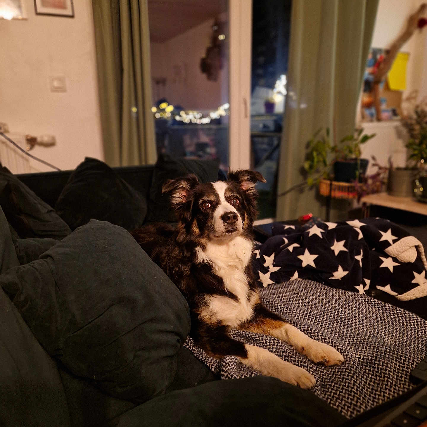 Brigitte Legaux participe au concours pour gagner de l'argent avec cette photo : animal, blanket, comfort, couch, cozy, curtains, cushion, dog, domestic, fur, furniture, home_decor, indoor, living_room, mammal, night, pet, plant, relaxed, window