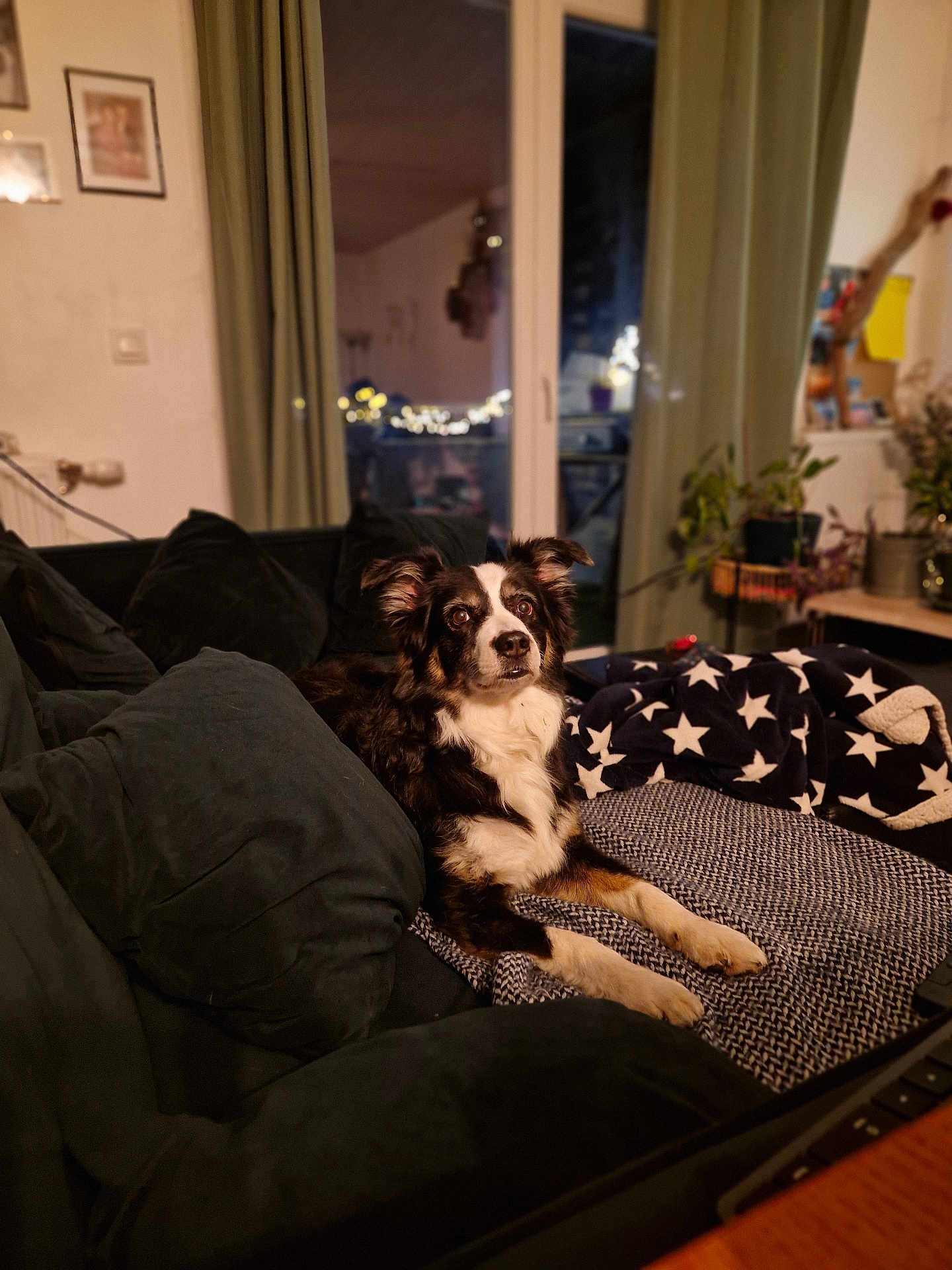 Brigitte Legaux participe au concours pour gagner de l'argent avec cette photo : dog, couch, blanket, cushion, indoor, pet, fur, living_room, plant, window, curtains, home_decor, cozy, relaxed, animal, mammal, furniture, domestic, comfort, night