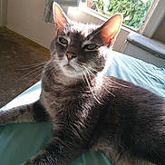Brisa is registered to the contest to win money with this photo: cat, gray_cat, indoor, sunlight, window, greenery, relaxed, feline, pet, whiskers, ear, bed, teal_bedspread, fur, animal, domestic_cat, resting, closeup, natural_light, home